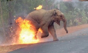 Το… κάψιμο ελεφάντων κέρδισε το πρώτο βραβείο! Το… κάψιμο ελεφάντων κέρδισε το πρώτο βραβείο!