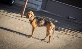 Αναιμικές επενδύσεις, αναιμική οικονομία Αναιμικές επενδύσεις, αναιμική οικονομία