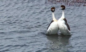 Ο χορός ζευγαρώματος δύο πυγοποδίδων (vid) Ο χορός ζευγαρώματος δύο πυγοποδίδων (vid)