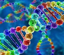 Οι σεξουαλικές προτιμήσεις είναι θέμα DNA