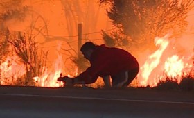 Έσωσε άγριο κουνέλι από τη φωτιά στην Καλιφόρνια (vid)