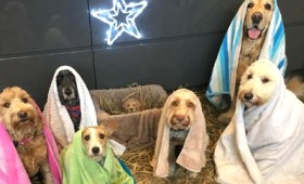 Η Αγία Οικογένεια των Σκύλων έγινε viral