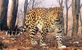 Οι σπάνιες λεοπαρδάλεις του χιονιού στη Σιβηρία (vid) Οι σπάνιες λεοπαρδάλεις του χιονιού στη Σιβηρία (vid)