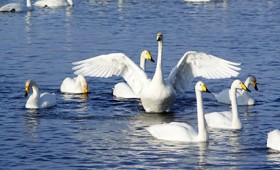 Ο κύκνος που δραπέτευσε από το κρύο Ο κύκνος που δραπέτευσε από το κρύο