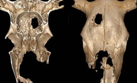 Κτηνιατρική χειρουργική πριν από 5.000 χρόνια Κτηνιατρική χειρουργική πριν από 5.000 χρόνια