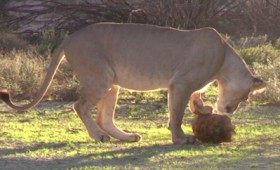 Πεινασμένο λιοντάρι προσπαθεί να φάει χελώνα (vid) Πεινασμένο λιοντάρι προσπαθεί να φάει χελώνα (vid)