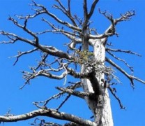 Στην Ιταλία το γηραιότερο δέντρο της Ευρώπης (vid)
