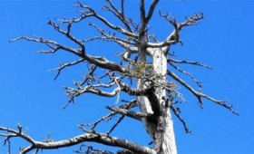 Στην Ιταλία το γηραιότερο δέντρο της Ευρώπης (vid) Στην Ιταλία το γηραιότερο δέντρο της Ευρώπης (vid)