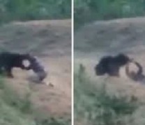 Vid: Η αρκούδα αρνήθηκε να βγάλει selfie και τον έφαγε Vid: Η αρκούδα αρνήθηκε να βγάλει selfie και τον έφαγε