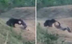 Vid: Η αρκούδα αρνήθηκε να βγάλει selfie και τον έφαγε Vid: Η αρκούδα αρνήθηκε να βγάλει selfie και τον έφαγε
