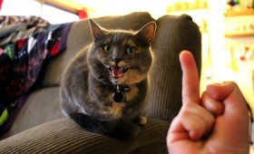 Στις γάτες δεν αρέσουν οι άσεμνες χειρονομίες (vid)