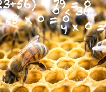 Οι μέλισσες μπορούν να κατανοήσουν το μηδέν (vid)