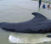 Φάλαινα πέθανε αφού κατάπιε 80 πλαστικές σακούλες (vid)