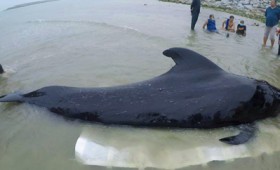 Φάλαινα πέθανε αφού κατάπιε 80 πλαστικές σακούλες (vid) Φάλαινα πέθανε αφού κατάπιε 80 πλαστικές σακούλες (vid)