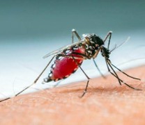 Στους 34 οι νεκροί από τον ιό του Δυτικού Νείλου (vid) Στους 34 οι νεκροί από τον ιό του Δυτικού Νείλου (vid)