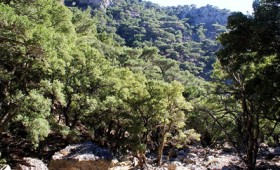 Απαγόρευση κυκλοφορίας σε δάση και ευπαθείς περιοχές Απαγόρευση κυκλοφορίας σε δάση και ευπαθείς περιοχές