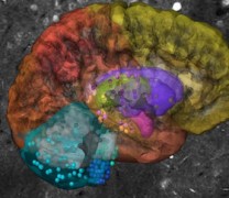 Βρέθηκαν νέοι άγνωστοι νευρώνες στον ανθρώπινο εγκέφαλο (vid)