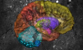 Βρέθηκαν νέοι άγνωστοι νευρώνες στον ανθρώπινο εγκέφαλο (vid)