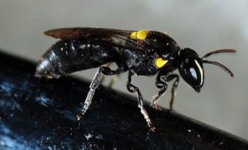 Μια μέλισσα μπορεί να σταματήσει τα πλαστικά Μια μέλισσα μπορεί να σταματήσει τα πλαστικά