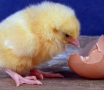 Η κότα έκανε το αυγό ή το αυγό την κότα; Η τελική απάντηση