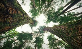 Πώς τα δέντρα μιλούν μυστικά το ένα στο άλλο (vid) Πώς τα δέντρα μιλούν μυστικά το ένα στο άλλο (vid)