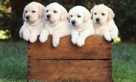 Το χρώμα του σκύλου δείχνει πόσα χρόνια θα ζήσει (vid) Το χρώμα του σκύλου δείχνει πόσα χρόνια θα ζήσει (vid)