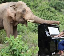 Ο άνθρωπος που παίζει πιάνο στους ελέφαντες (vid)