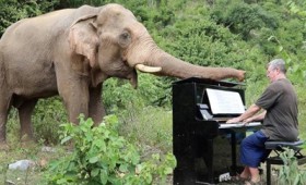 Ο άνθρωπος που παίζει πιάνο στους ελέφαντες (vid)