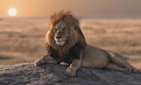 Η επική μάχη ενός λιονταριού με 20 ύαινες (vid)