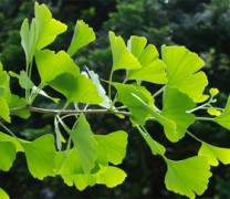 Η πηγή της νεότητας – μύθος ή πραγματικότητα; (vid) Η πηγή της νεότητας – μύθος ή πραγματικότητα; (vid)