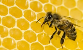 Οι μέλισσες μπορούν και λύνουν μαθηματικά προβλήματα (vid)