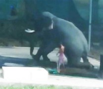 Χτύπησε τον ελέφαντα κι εκείνος κάθισε πάνω του (vid) Χτύπησε τον ελέφαντα κι εκείνος κάθισε πάνω του (vid)