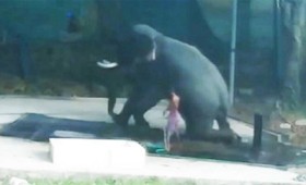 Χτύπησε τον ελέφαντα κι εκείνος κάθισε πάνω του (vid) Χτύπησε τον ελέφαντα κι εκείνος κάθισε πάνω του (vid)