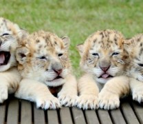 Ένα εκατομμύριο είδη απειλούνται από τον άνθρωπο (vid) Ένα εκατομμύριο είδη απειλούνται από τον άνθρωπο (vid)