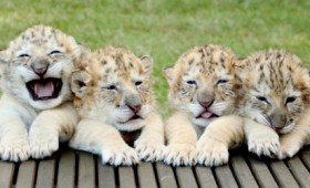 Ένα εκατομμύριο είδη απειλούνται από τον άνθρωπο (vid) Ένα εκατομμύριο είδη απειλούνται από τον άνθρωπο (vid)