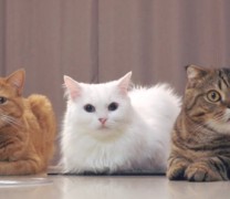 Οι γάτες μπορούν να αναγνωρίσουν το όνομά τους Οι γάτες μπορούν να αναγνωρίσουν το όνομά τους