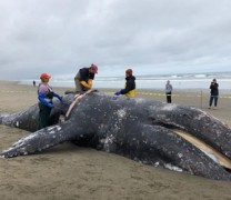 Κλιματική αλλαγή: Οι γκρίζες φάλαινες εκπέμπουν SOS Κλιματική αλλαγή: Οι γκρίζες φάλαινες εκπέμπουν SOS