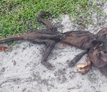 Μυστηριώδες πλάσμα βρέθηκε στη Φλόριδα (vid) Μυστηριώδες πλάσμα βρέθηκε στη Φλόριδα (vid)