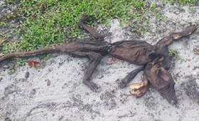 Μυστηριώδες πλάσμα βρέθηκε στη Φλόριδα (vid)