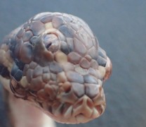 Φίδι με τρία μάτια βρέθηκε στη Βόρεια Αυστραλία (vid)