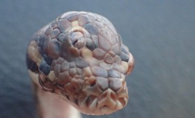 Φίδι με τρία μάτια βρέθηκε στη Βόρεια Αυστραλία (vid)