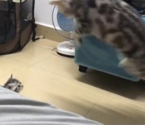 Η αστεία αντίδραση μιας γάτας με το μικρό της (vid) Η αστεία αντίδραση μιας γάτας με το μικρό της (vid)