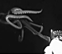 Σπάνιο γιγαντιαίο καλαμάρι στον Κόλπο του Μεξικού (vid) Σπάνιο γιγαντιαίο καλαμάρι στον Κόλπο του Μεξικού (vid)