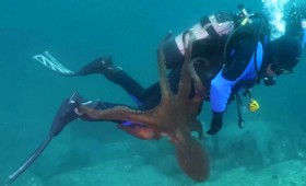 Δύτης μάχεται με χταπόδι για να σώσει τη ζωή του (vid) Δύτης μάχεται με χταπόδι για να σώσει τη ζωή του (vid)