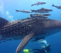 Το ζευγάρωμα των φαλαινοκαρχαριών (vid) Το ζευγάρωμα των φαλαινοκαρχαριών (vid)