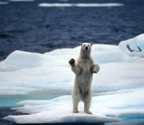 Μεσογειακές θερμοκρασίες στον Βόρειο Πόλο (vid) Μεσογειακές θερμοκρασίες στον Βόρειο Πόλο (vid)