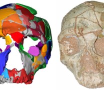 Βρέθηκε στην Ελλάδα το αρχαιότερο κρανίο του Homo sapiens (vid) Βρέθηκε στην Ελλάδα το αρχαιότερο κρανίο του Homo sapiens (vid)