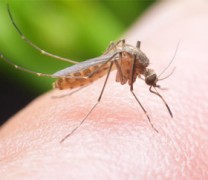 Πέντε κρούσματα από τον ιό του Δυτικού Νείλου (vid) Πέντε κρούσματα από τον ιό του Δυτικού Νείλου (vid)