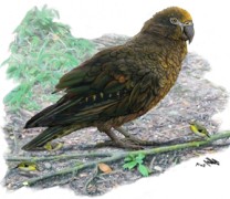 «Ηρακλής ο απρόσμενος», ο μεγαλύτερος παπαγάλος που υπήρξε ποτέ στη Γη (vid) «Ηρακλής ο απρόσμενος», ο μεγαλύτερος παπαγάλος που υπήρξε ποτέ στη Γη (vid)