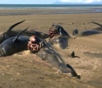 Νέοι μυστηριώδεις θάνατοι φαλαινών στην Ισλανδία (vid)